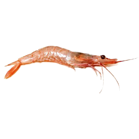 Crevette caramote