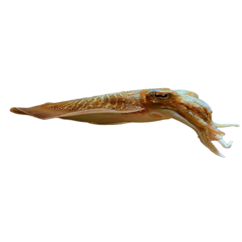 Seiche entière