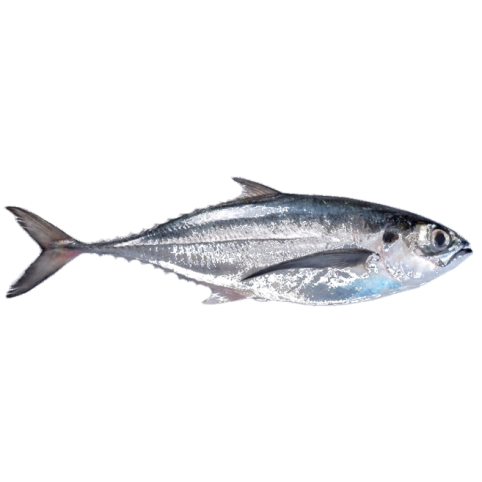 Chinchard (saurel)
