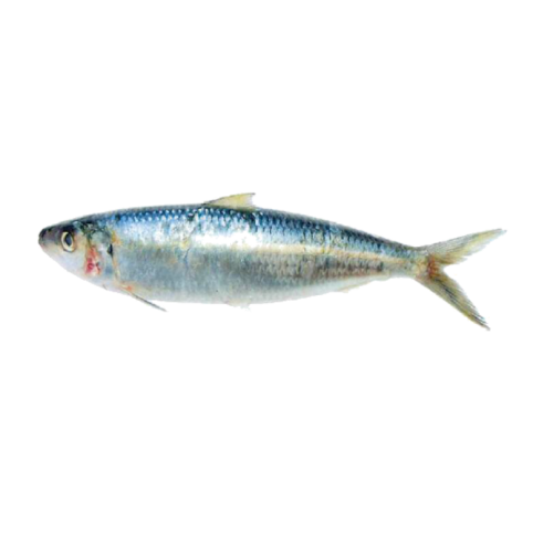 Sardinelle de Madère
