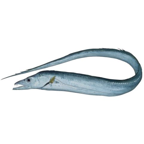 Poisson-ruban (sabre, Trichiurus)