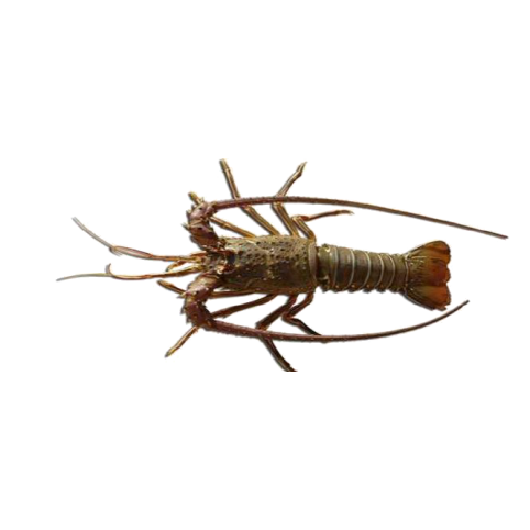 Langouste royale